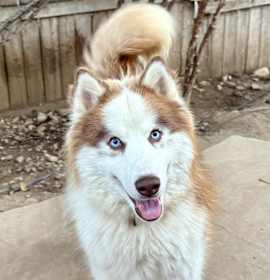 Photo of Firecracker