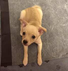 Photo of Mocha Dream