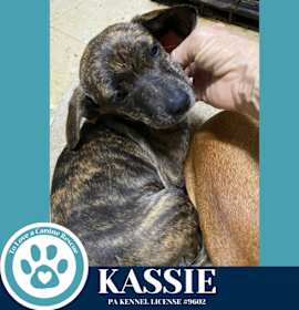 Kassie (K-pack Pup) 122025 photo 2