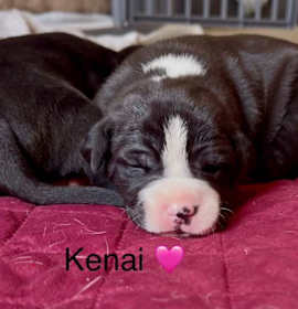Photo of Kenai
