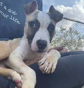 Photo of BEAN/URGENT