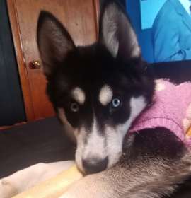 Photo of Ava - purple