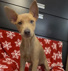 Photo of Chatterly 2895