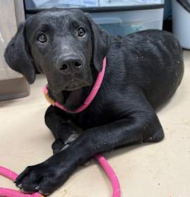 Photo of bark twain PBA-Stray-10479 (hazel)_2