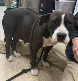 Photo of Gingerbread (Vaughn 1)