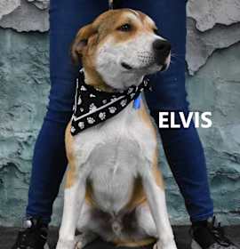 Photo of Elvis