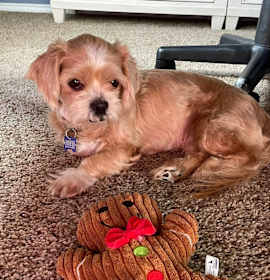 Photo of Honey Pot B1109