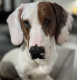 Photo of Fritz (Nutcracker)