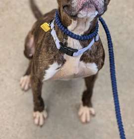 Velvet VI 55 photo 1