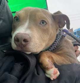 Whoopie Pie 153 photo 1