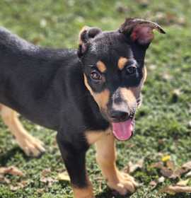 Photo of Huntress AL