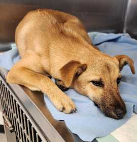 Photo of Lovie 25-12-009