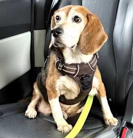 Photo of Apple Fritter