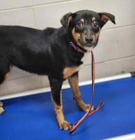 Photo of Elvira- rescue only