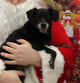 Photo of Sugar Cookie 