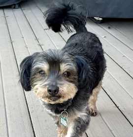 Photo of Shakespeare