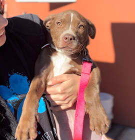 Photo of Mia A2244318