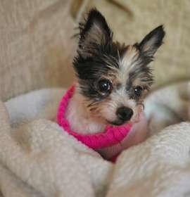 Mildred AKA Millie photo 3