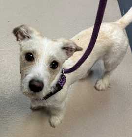 Photo of Panson (In Foster)