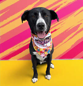 Arthur-ADOPT Me! photo 4