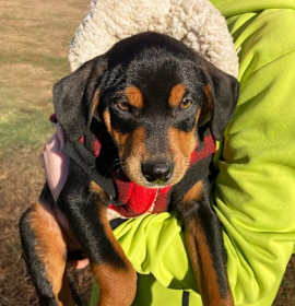 Doberman Mix Pups Boys photo 4