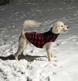 CHARLIE (Long Island) photo 1