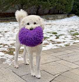 CHARLIE (Long Island) photo 4