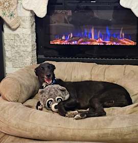 Photo of Gypsy Gambler