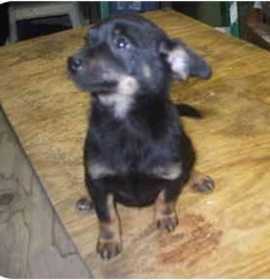 Photo of Pinscher pom