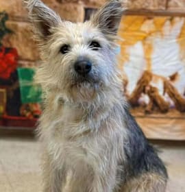 Photo of Simone *adoption pending*