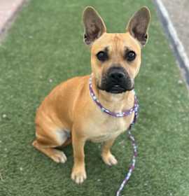 Photo of Brigitte Bardot