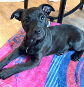 Laverne Brandy Talbot photo 2