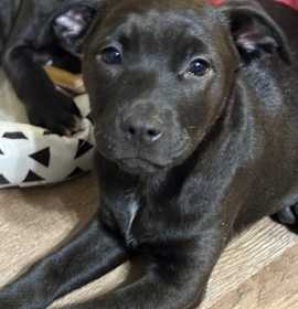 Laverne Brandy Talbot photo 3