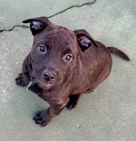 Laverne Brandy Talbot photo 4