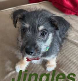 Jingle Talbot photo 1