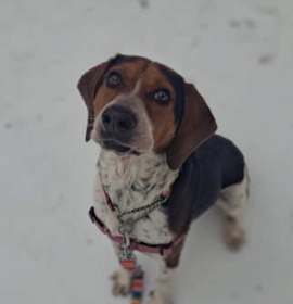 Photo of Maslow - Kitchener