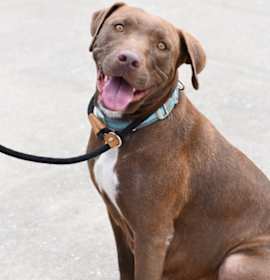 Photo of Carmel (Momma)