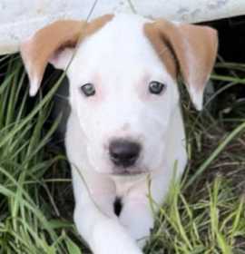 Photo of Buoy (Henderson Puppies)