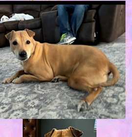 Photo of ANITA – 6 YEAR FEMALE BLACK MOUTH CUR MIX