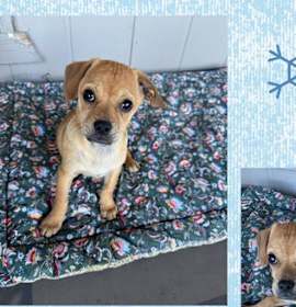 Photo of COMET– 3 MONTH MALE CHIWEENIE