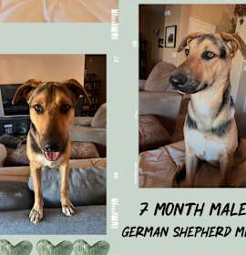 Photo of TYSON– 7 MONTH MALE GERMAN SHEPHERD MIX