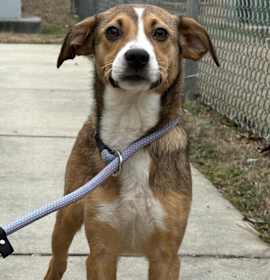 Photo of Pup Daisy Mae