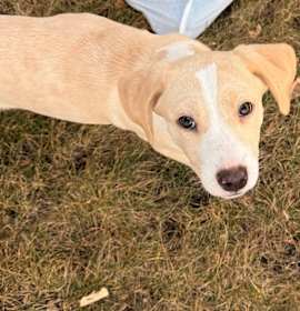 Photo of Foona-Lagoona Baboona