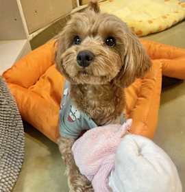 Photo of Aladdin (H)