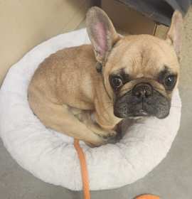 Photo of Pierre Francois