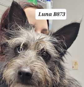 Photo of Luna B873