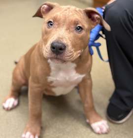 Photo of Rudolph- IN FOSTER