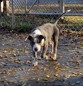 Photo of Pugsley Cnty537