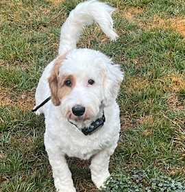 Photo of Percy (Bassetdoodle)