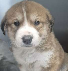 Photo of ADOPTION PENDING Cider